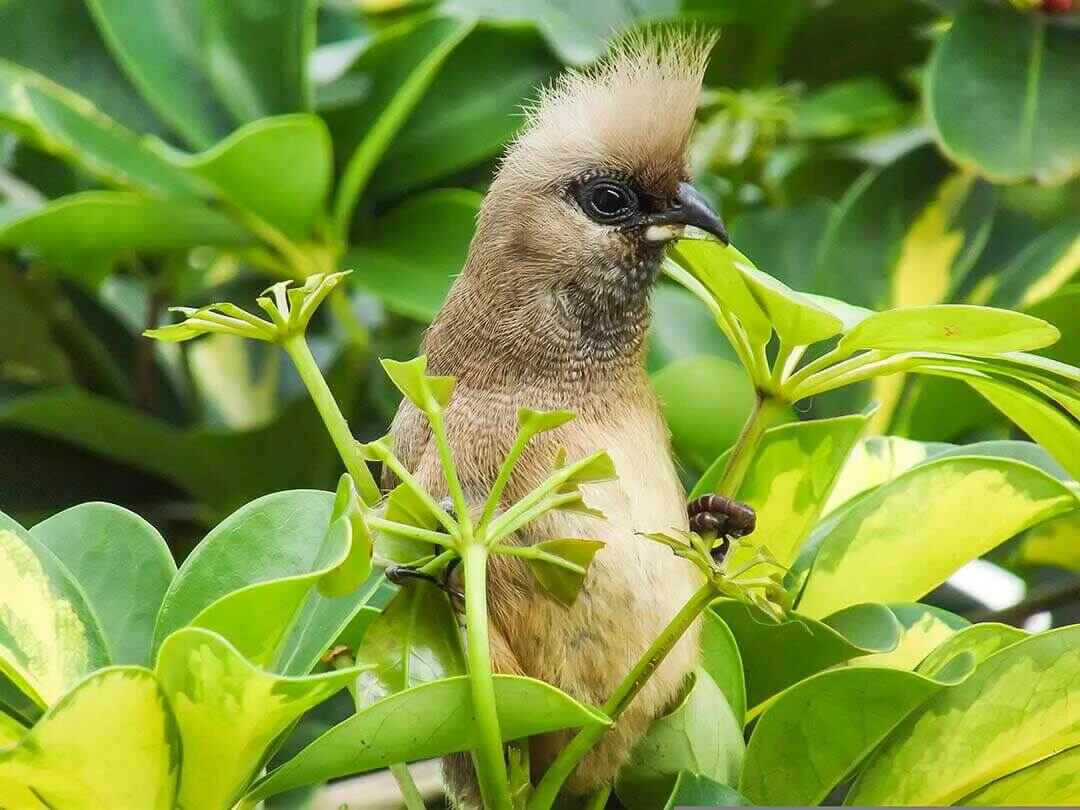 Speckled Mousebird